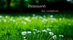 6. งามอยู่ที่ซากผี รูปภาพ 1